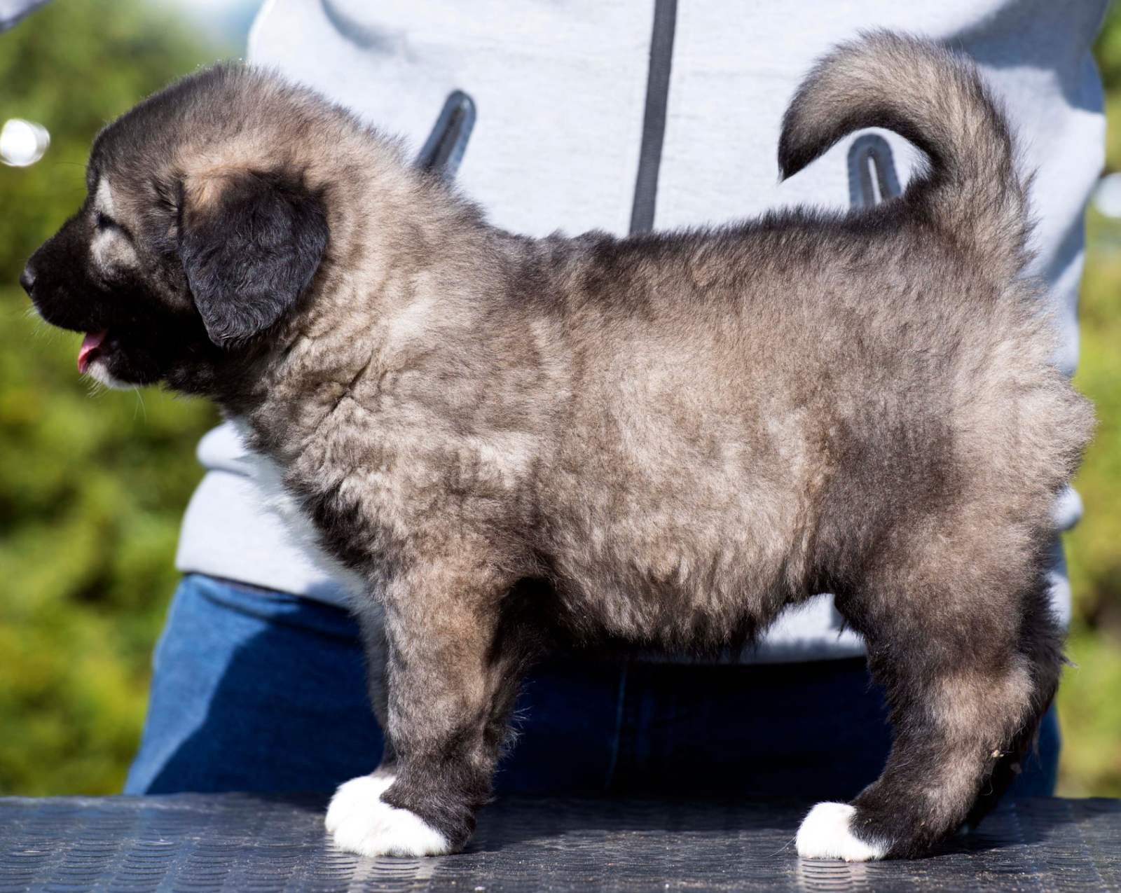 Kavkaski Ovčar štenci