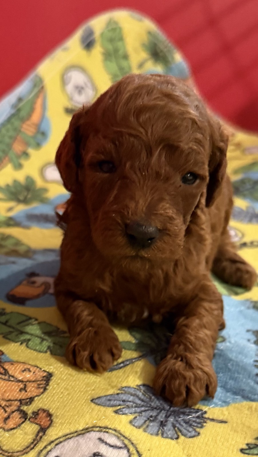 Toy Pudle na prodaju