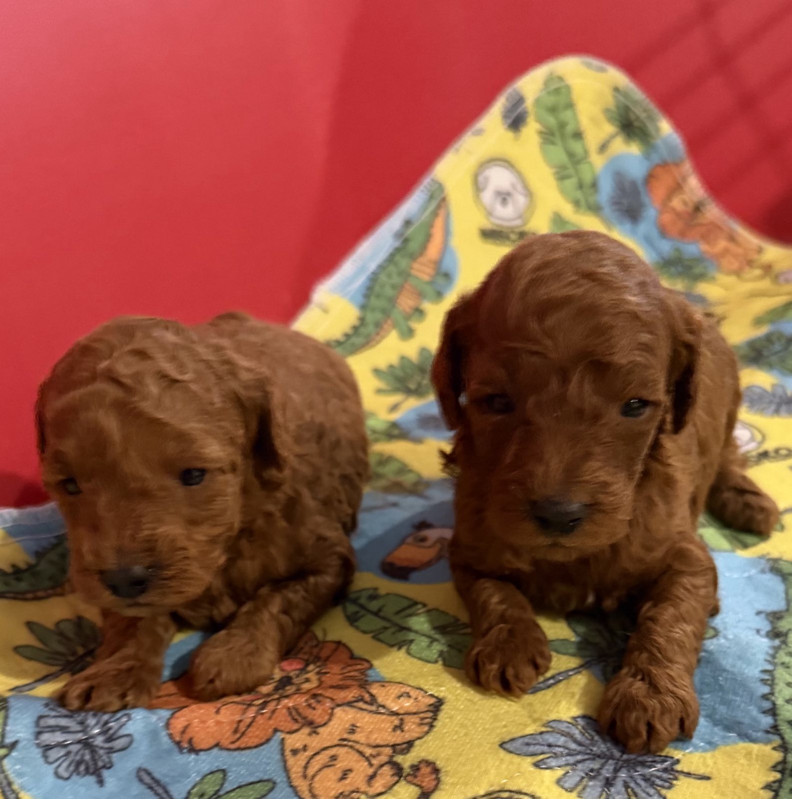 Toy Pudle na prodaju