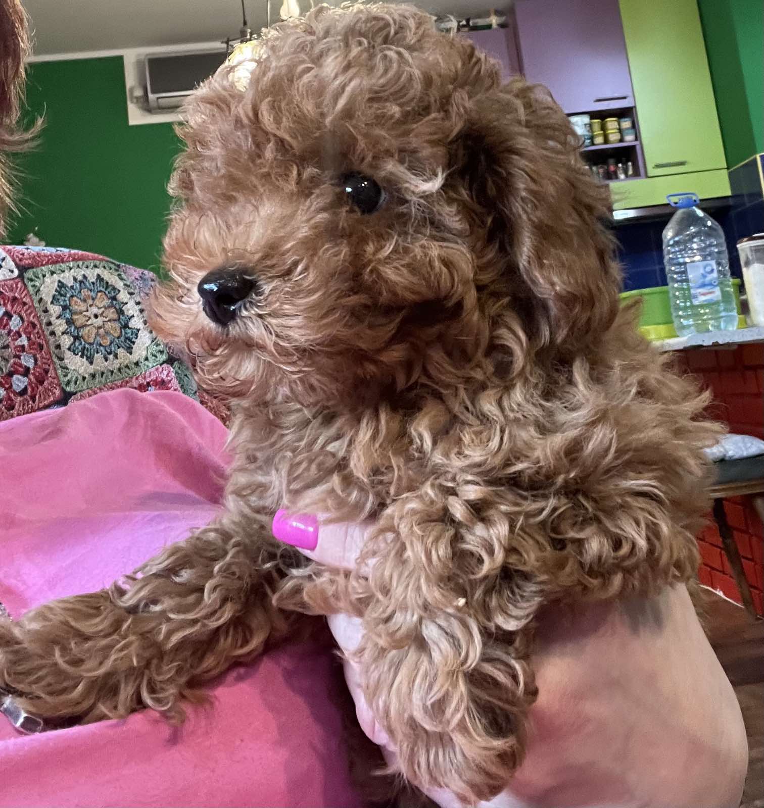 Toy Pudle na prodaju