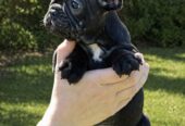 Francuski Buldog štenci