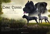 Kane Korso prelepi štenci