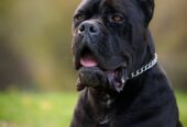 Cane Corso mužjak na prodaju