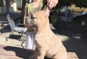 CANE CORSO prelepi štenci