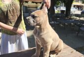 CANE CORSO prelepi štenci