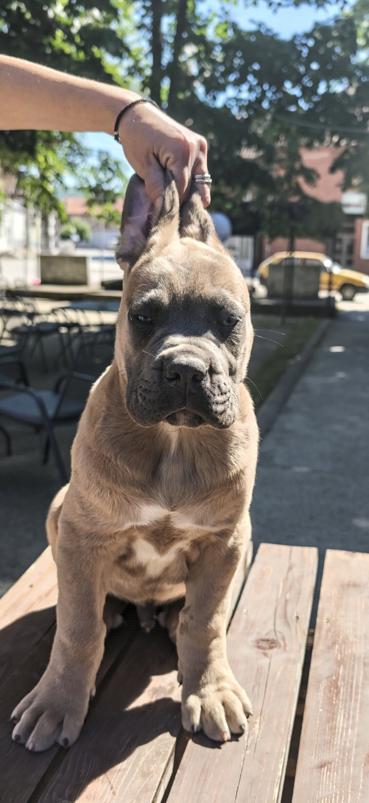 CANE CORSO prelepi štenci