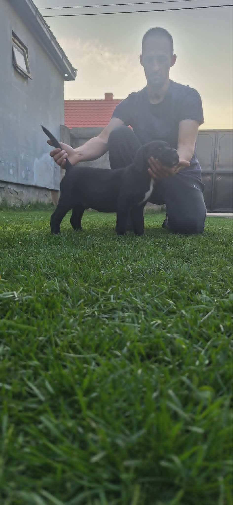 Kane Korso prelepi štenci