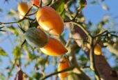 Rasad Čeri paradajza #NO GMO# #NO F1#