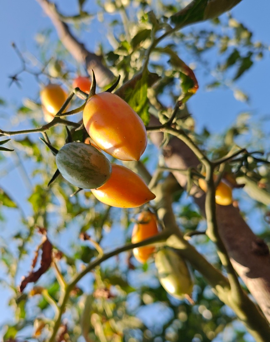 Rasad Čeri paradajza #NO GMO# #NO F1#