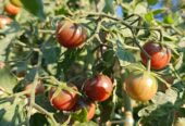 Rasad Čeri paradajza #NO GMO# #NO F1#
