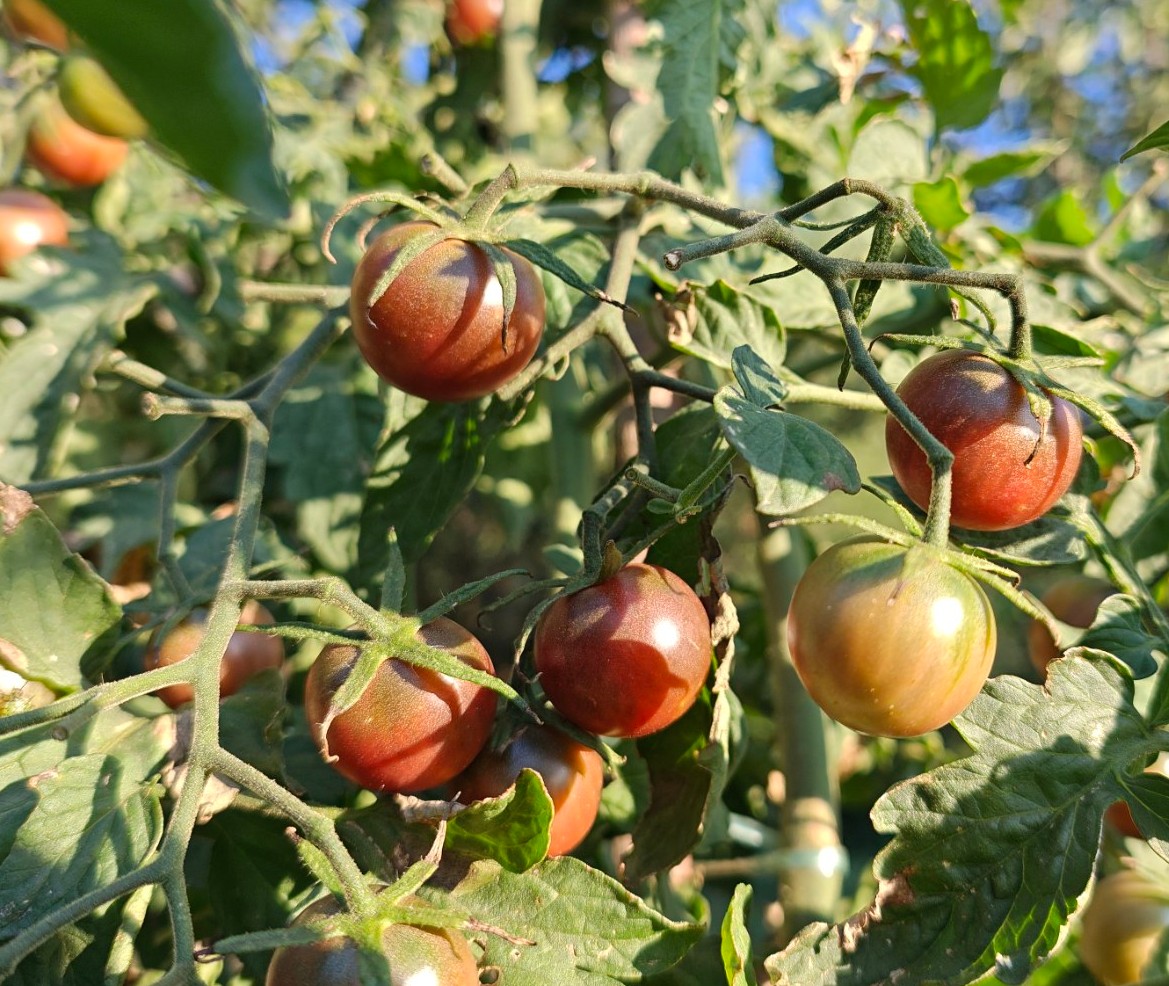 Rasad Čeri paradajza #NO GMO# #NO F1#