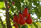 Rasad Čeri paradajza #NO GMO# #NO F1#