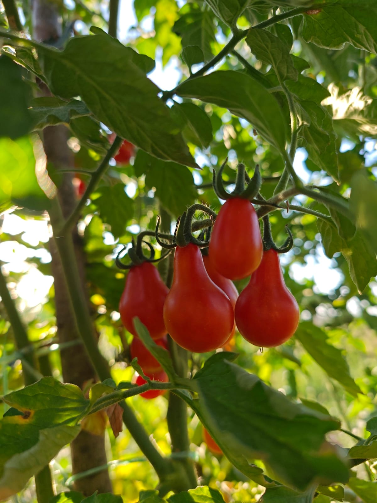 Rasad Čeri paradajza #NO GMO# #NO F1#