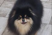 Pomeranac odgajivačnica na prodaju