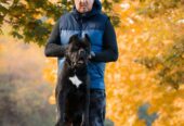 Cane Corso mužjak na prodaju