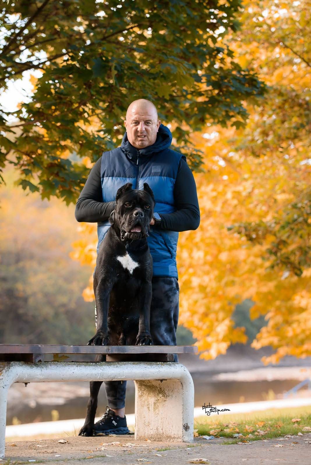 Cane Corso mužjak na prodaju