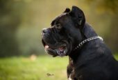 Cane Corso mužjak na prodaju