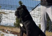 Cane Corso mužjak na prodaju