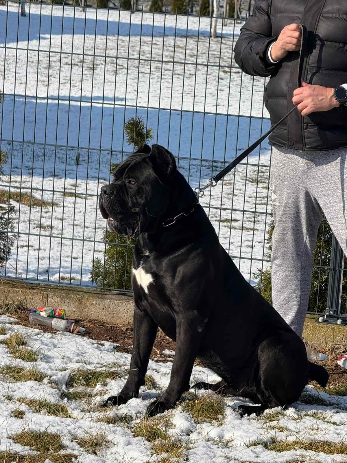 Cane Corso mužjak na prodaju