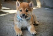 Shiba Inu prelepi štenci