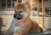Shiba Inu prelepi štenci