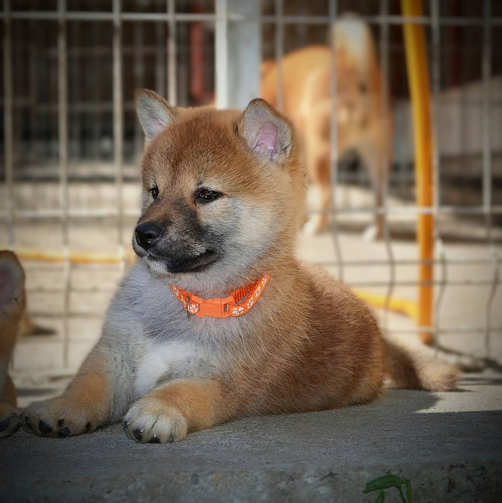 Shiba Inu prelepi štenci