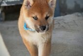 Shiba Inu prelepi štenci
