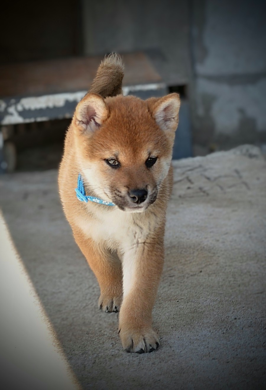 Shiba Inu prelepi štenci