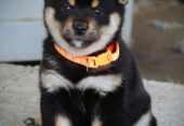 Shiba Inu prelepi štenci