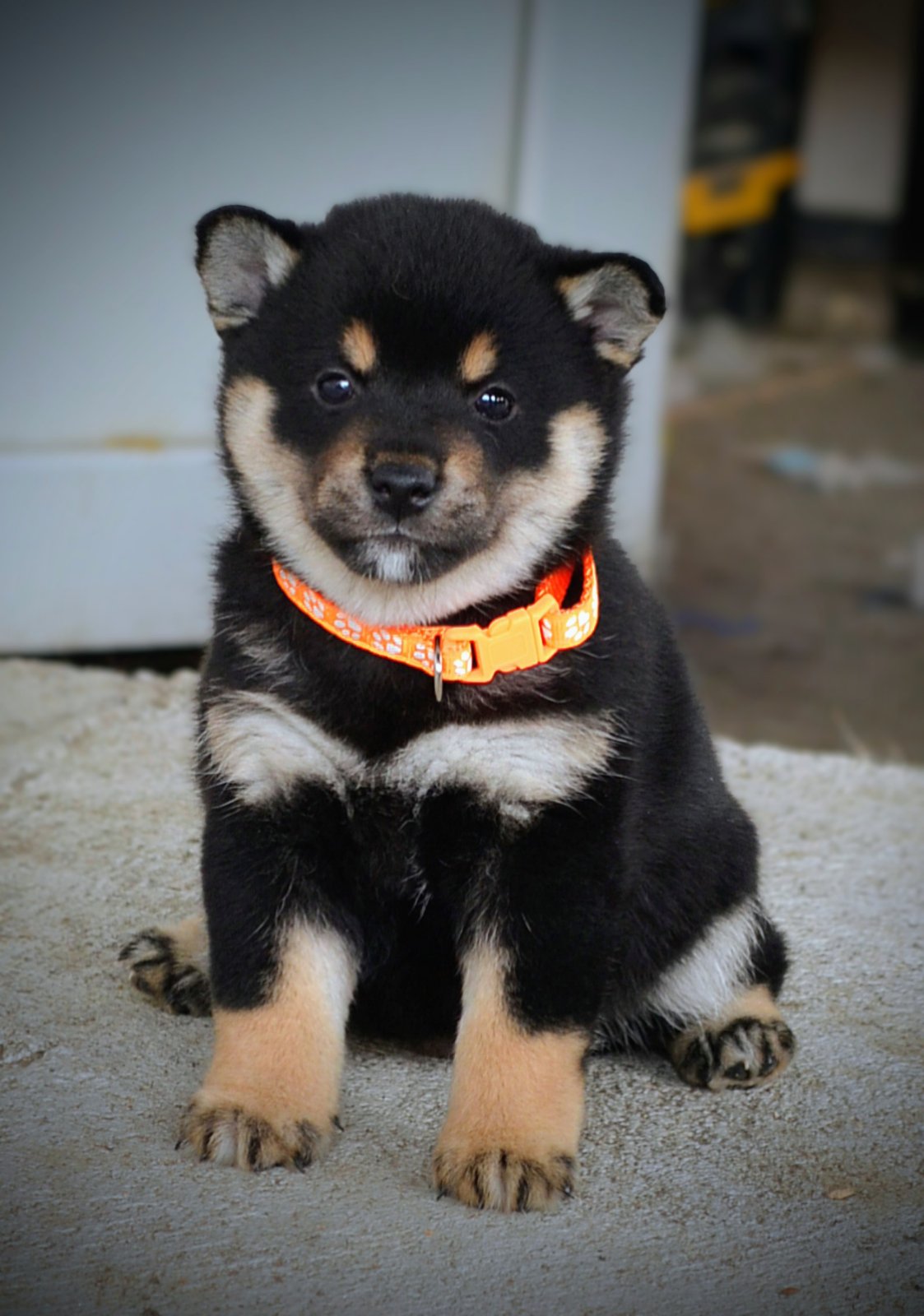 Shiba Inu prelepi štenci