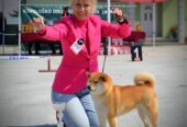Shiba Inu prelepi štenci