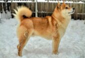 Shiba Inu prelepi štenci