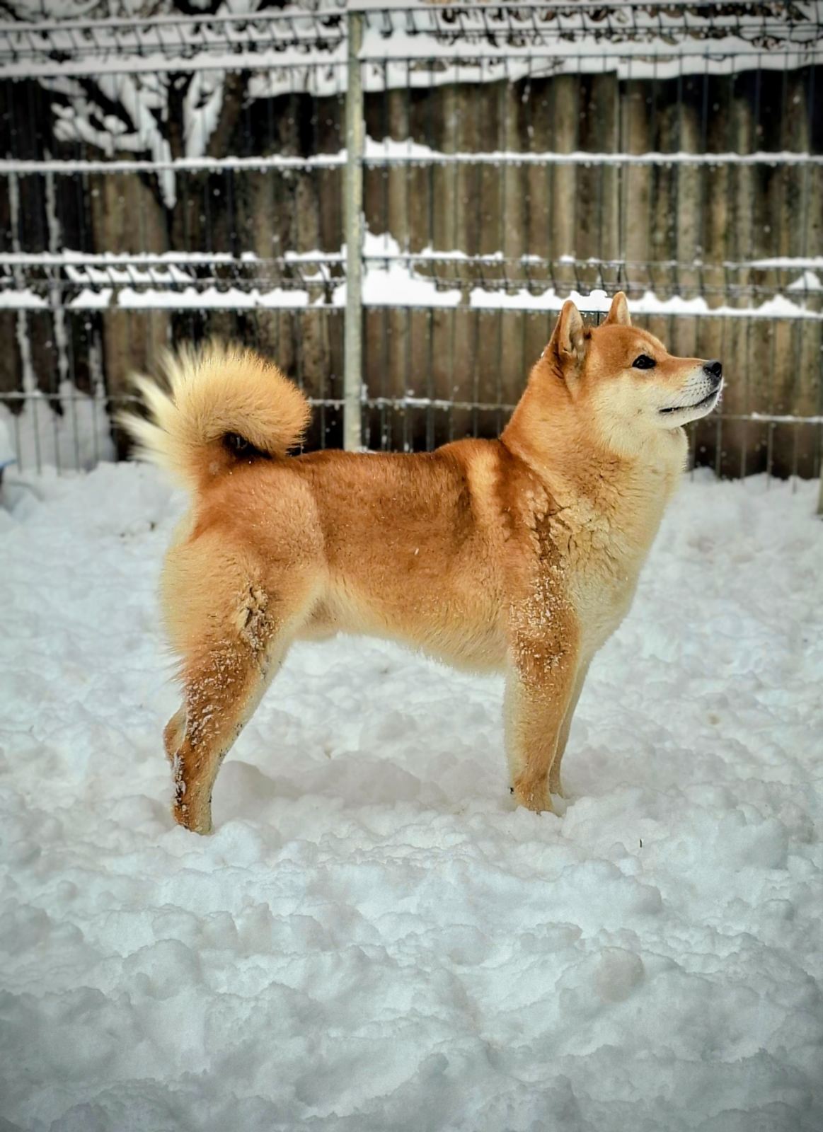 Shiba Inu prelepi štenci