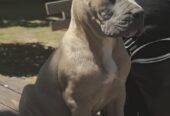 CANE CORSO prelepi štenci