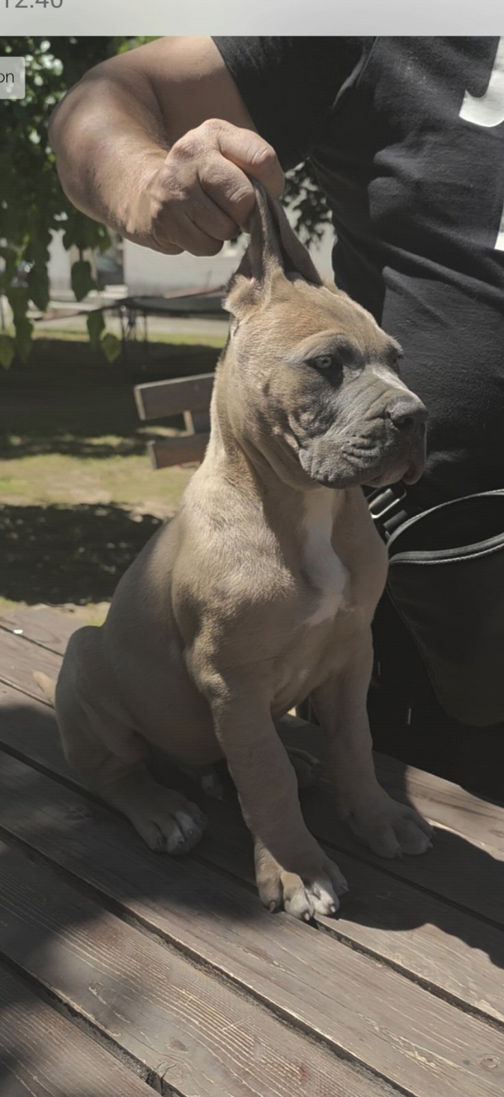 CANE CORSO prelepi štenci