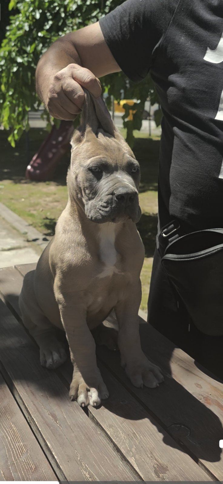 CANE CORSO prelepi štenci