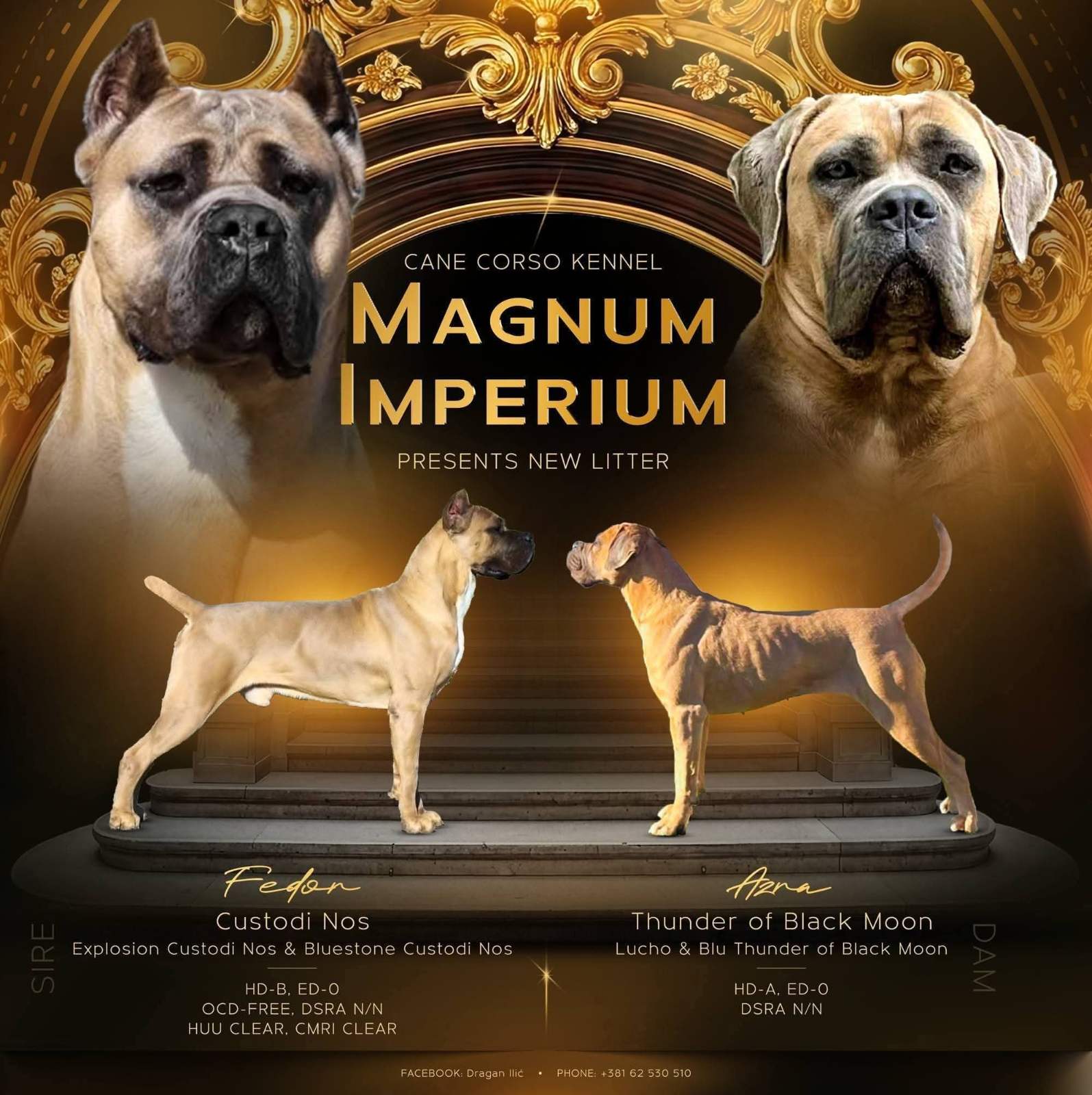 CANE CORSO prelepi štenci