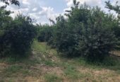 Na prodaju vrhunski voćnjak trešnje 3 ha – Kolari kod Smedereva