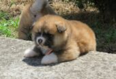 Akita Inu – Stenci