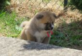 Akita Inu – Stenci