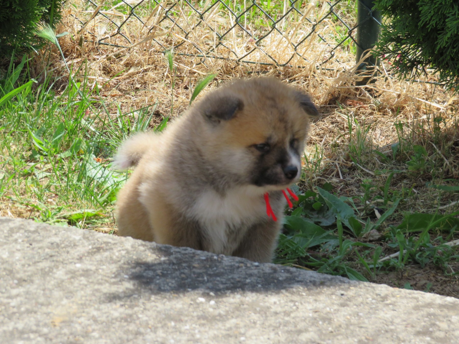 Akita Inu – Stenci
