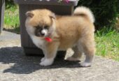 Akita Inu – Stenci