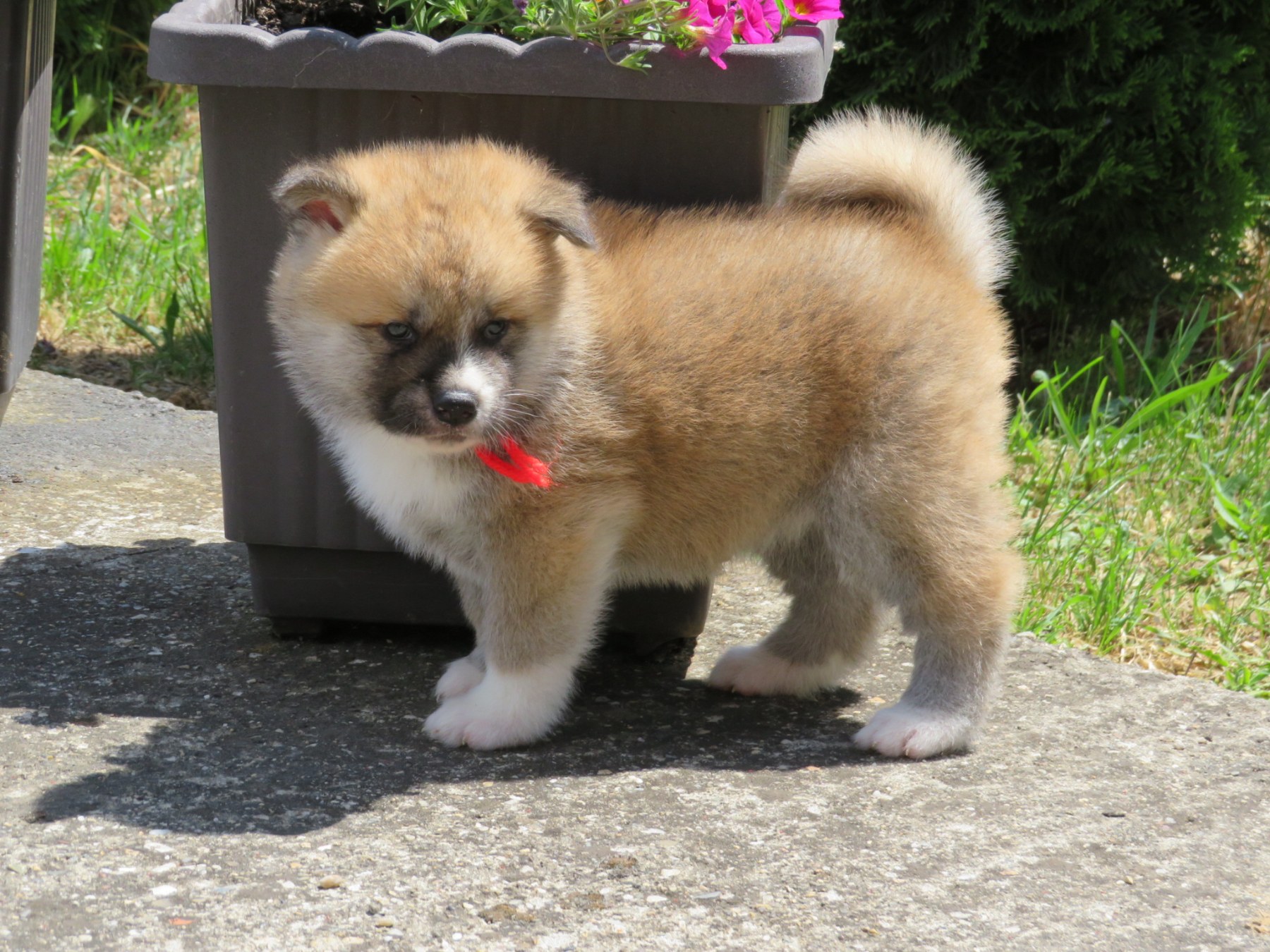 Akita Inu – Stenci