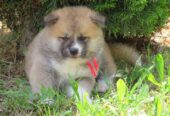 Akita Inu – Stenci