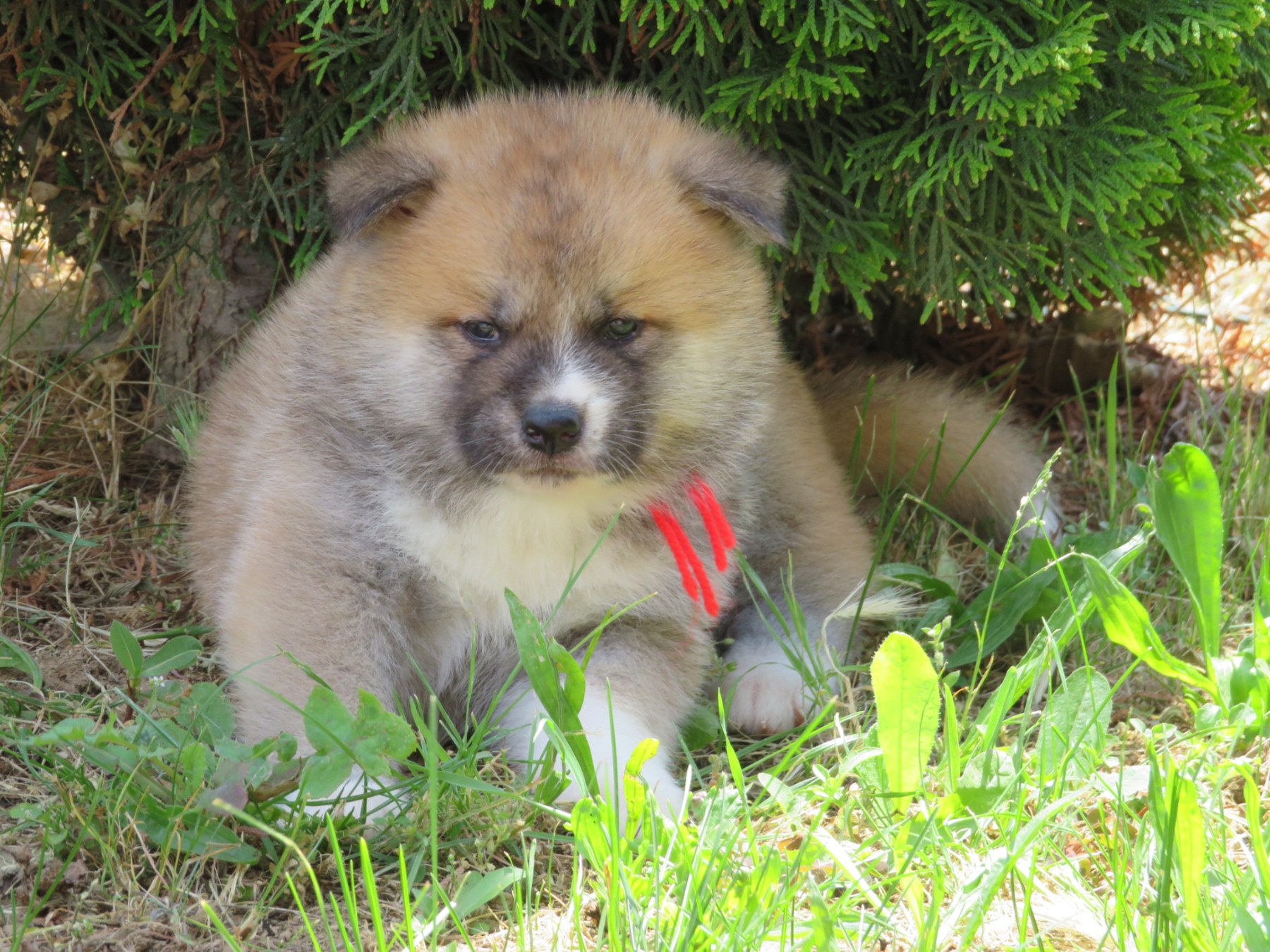 Akita Inu – Stenci