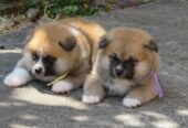 Akita Inu – Stenci