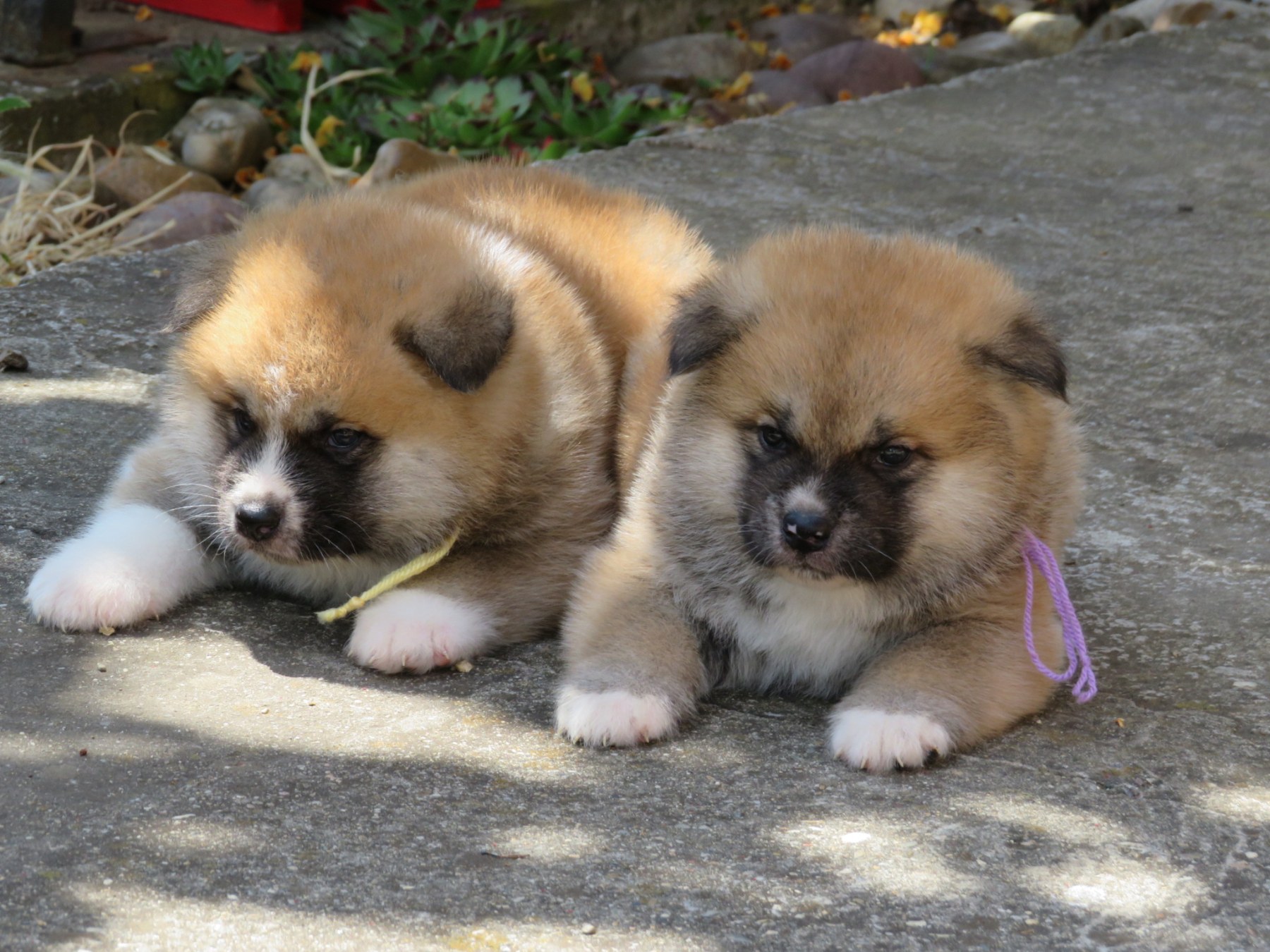 Akita Inu – Stenci