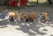 Akita Inu – Stenci