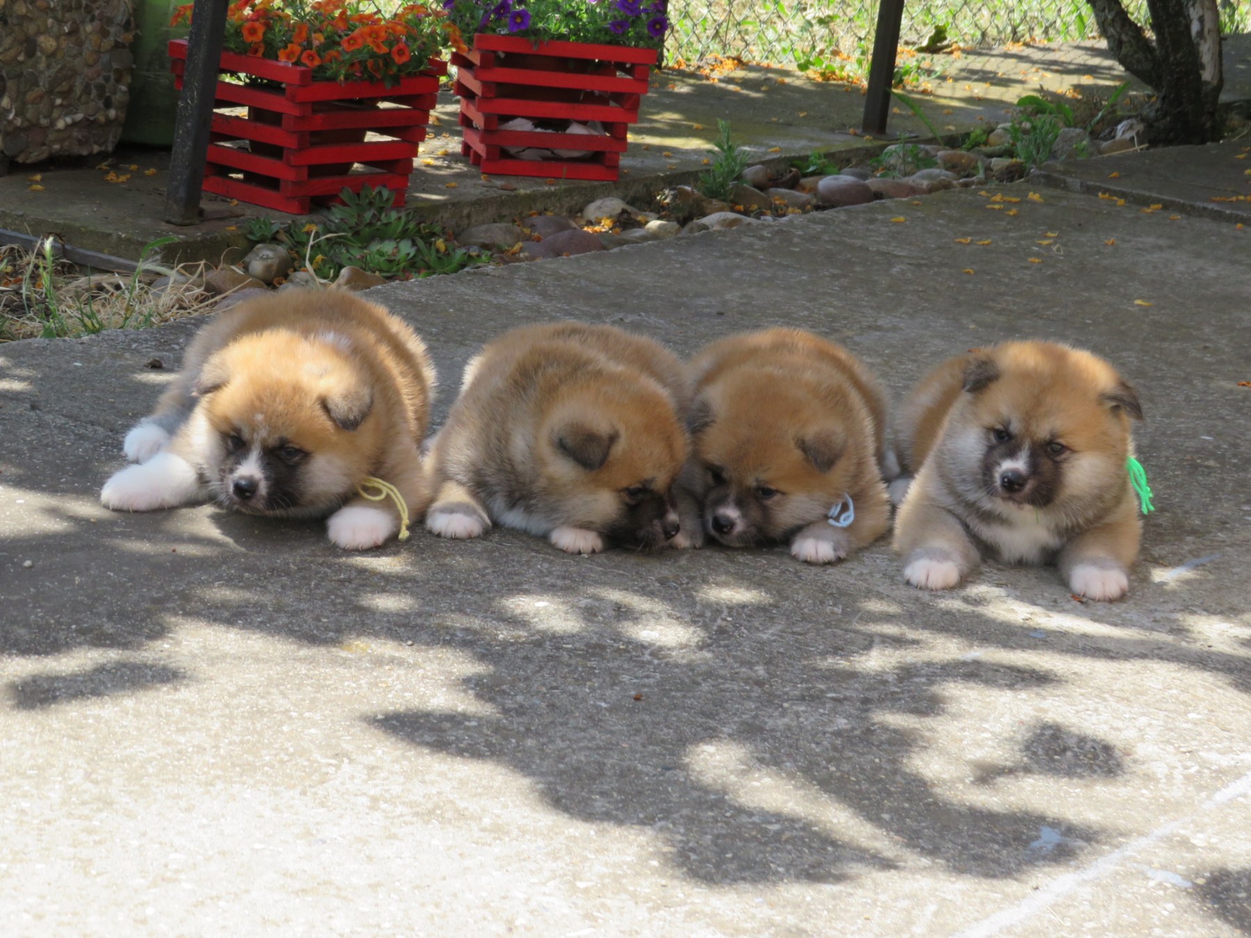 Akita Inu – Stenci
