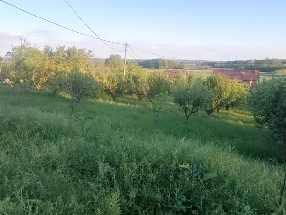 Plac-Voćnjak sa blagim padom